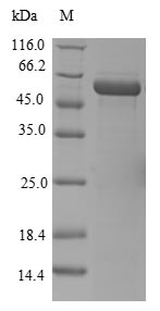 Recombinant Human ELAV-like protein 4(ELAVL4)