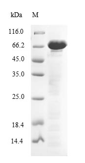 Recombinant Human Ecto-NOX disulfide-thiol exchanger 2(ENOX2)