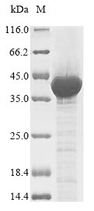 Recombinant Human Ecto-NOX disulfide-thiol exchanger 2 (ENOX2),partial