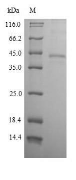Recombinant Human Epithelial cell adhesion molecule(EPCAM),partial