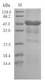 Recombinant Human Erythrocyte band 7 integral membrane protein(STOM)