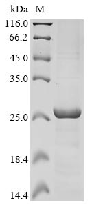 Recombinant Human Excitatory amino acid transporter 1(SLC1A3),partial