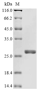 Recombinant Human FMN-dependent NADH-azoreductase(azoR)