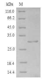 Recombinant Human Fibroblast growth factor 1(FGF1)