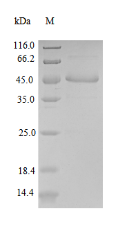 Recombinant Human Fibroblast growth factor 10(FGF10)