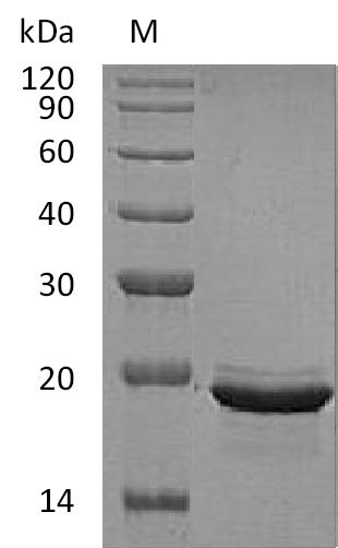 Recombinant Human Fibroblast growth factor 12(FGF12) (Active)