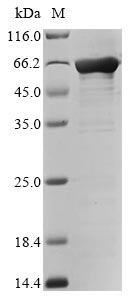 Recombinant Human Fibroblast growth factor 2(FGF2),Biotinylated