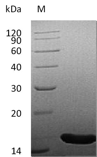 Recombinant Human Fibroblast growth factor 4(FGF4),partial (Active)