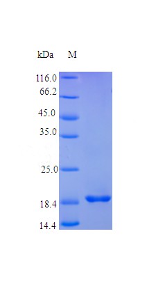 Recombinant Human Fibroblast growth factor 4 protein(FGF4) (Active)