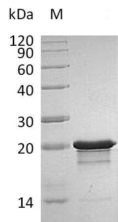 Recombinant Human Fibroblast growth factor 8(FGF8),partial (Active)