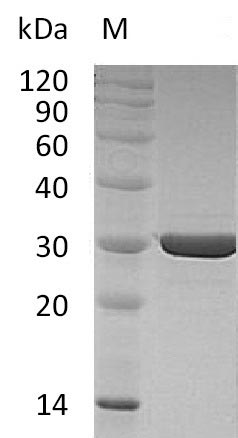 Recombinant Human Fibroblast growth factor 8(FGF8),partial (Active)