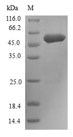 Recombinant Human Fibroblast growth factor receptor 3(FGFR3),partial