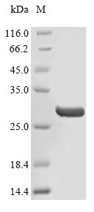 Recombinant Human Fibronectin(FN1)