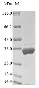 Recombinant Human Filamin-A-interacting protein 1(FILIP1),partial