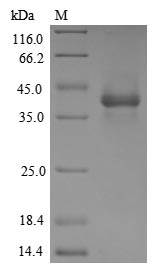 Recombinant Human GDNF family receptor alpha-like(GFRAL),partial