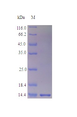 Recombinant Human Galectin-1 protein(LGALS1) (Active)