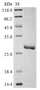 Recombinant Human Gamma-aminobutyric acid receptor subunit pi(GABRP),partial