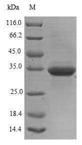 Recombinant Human Ganglioside GM2 activator(GM2A)