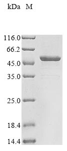 Recombinant Human Gasdermin-B(GSDMB)