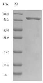 Recombinant Human Gasdermin-C(GSDMC)
