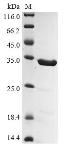 Recombinant Human Gelsolin(GSN),partial