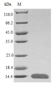 Recombinant Human Glial cell line-derived neurotrophic factor protein(GDNF) (Active)
