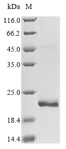 Recombinant Human Glucagon receptor(GCGR),partial