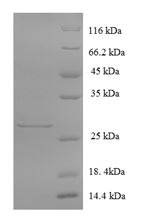 Recombinant Human Glutamate receptor 3(GRIA3),partial