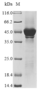 Recombinant Human Glutathione S-transferase LANCL1(LANCL1)