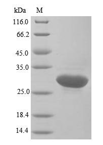 Recombinant Human Glutathione S-transferase P(GSTP1)