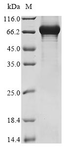 Recombinant Human Grainyhead-like protein 2 homolog(GRHL2)