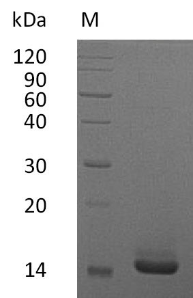 Recombinant Human Granulocyte-macrophage colony-stimulating factor(CSF2) (Active)