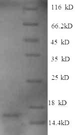 Recombinant Human Growth/differentiation factor 15(GDF15),partial