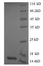 Recombinant Human Growth/differentiation factor 8(MSTN)