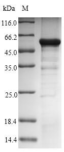 Recombinant Human Guanine nucleotide-binding protein G(z) subunit alpha(GNAZ)