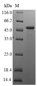 Recombinant Human HLA class I histocompatibility antigen, alpha chain G(HLA-G)