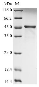 Recombinant Human HLA class I histocompatibility antigen, alpha chain G(HLA-G),partial