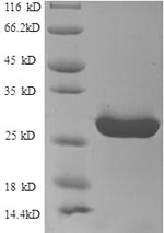 Recombinant Human HLA class II histocompatibility antigen, DR alpha chain(HLA-DRA)，partial