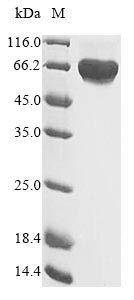 Recombinant Human Hepatocyte growth factor receptor(MET),partial