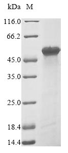 Recombinant Human Heterogeneous nuclear ribonucleoprotein A3(HNRNPA3)