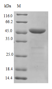 Recombinant Human Heterogeneous nuclear ribonucleoproteins A2/B1(HNRNPA2B1)
