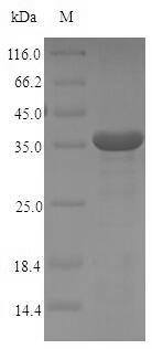 Recombinant Human High affinity immunoglobulin epsilon receptor subunit alpha(FCER1A),partial