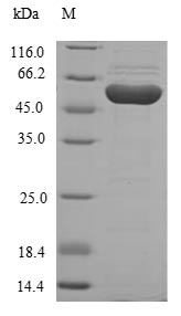 Recombinant Human Homogentisate 1,2-dioxygenase(HGD)
