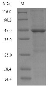 Recombinant Human Hyaluronan-binding protein 2(HABP2),partial