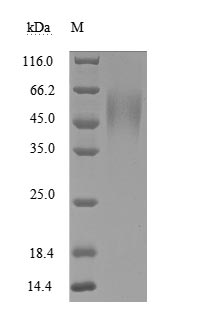 Recombinant Human ICOS ligand(ICOSLG),partial (Active)