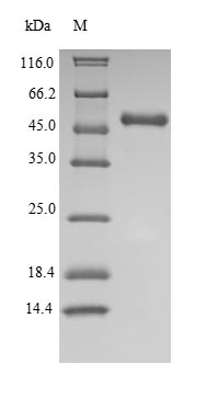 Recombinant Human Indoleamine 2,3-dioxygenase 1(IDO1)