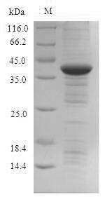 Recombinant Human Indolethylamine N-methyltransferase(INMT)