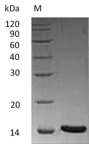 Recombinant Human Inhibin beta A chain(INHBA) (Active)