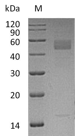 Recombinant Human Inhibin beta C chain(INHBC) (Active)