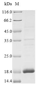 Recombinant Human Insulin growth factor-like family member 1(IGFL1)